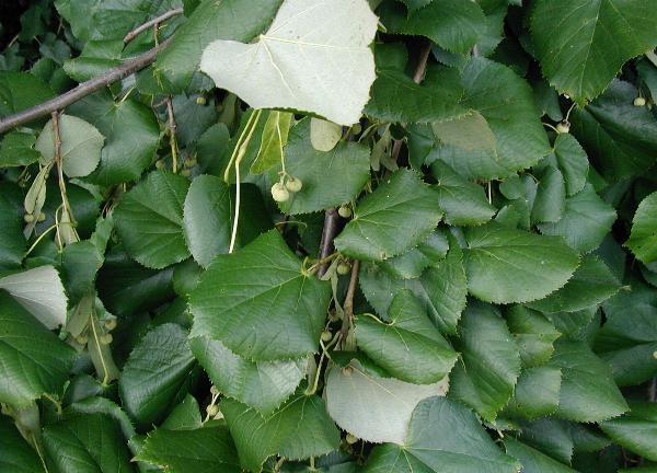 Tei alb (Tilia tomentosa)