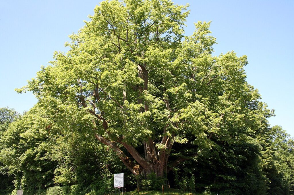 Tei cu frunza mare (Tilia platyphyllos)