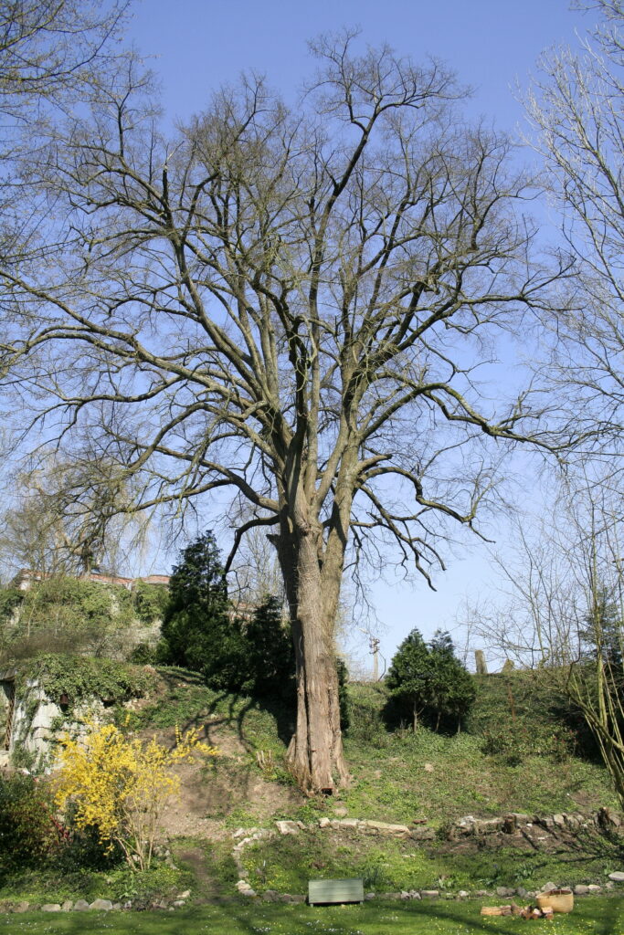 Tei de deal (Tilia cordata)