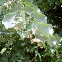 Tei alb (Tilia tomentosa)