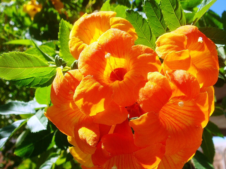 Trâmbița-piticilor (Campsis radicans)