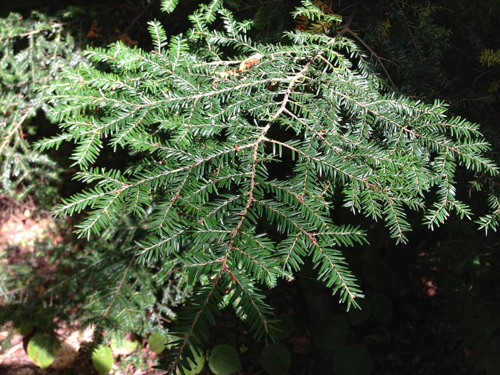 Tsuga (Tsuga Canadensis)