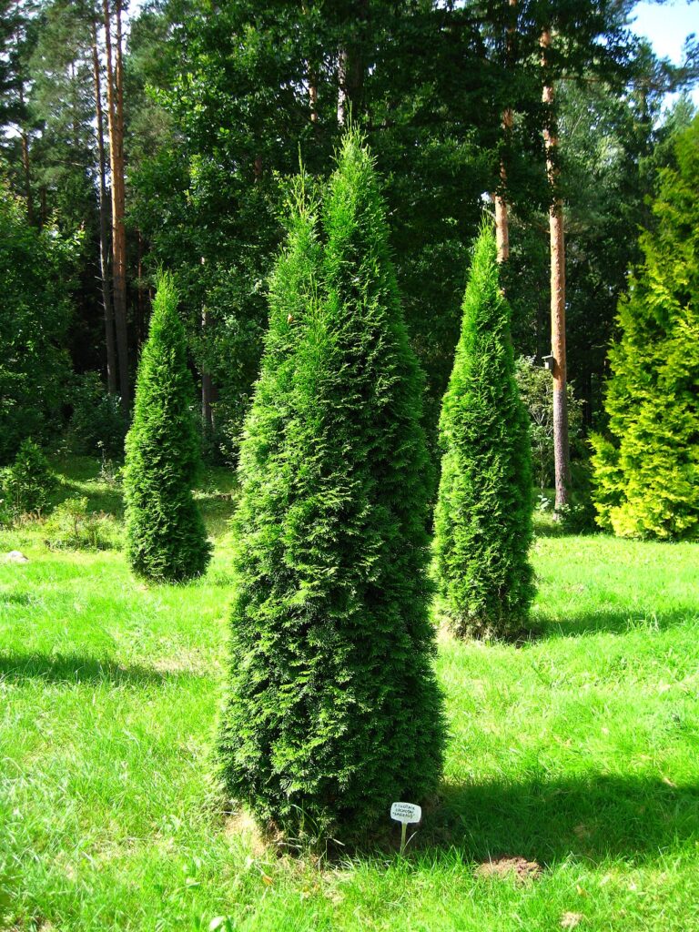 Tuia (Thuja occidentalis)