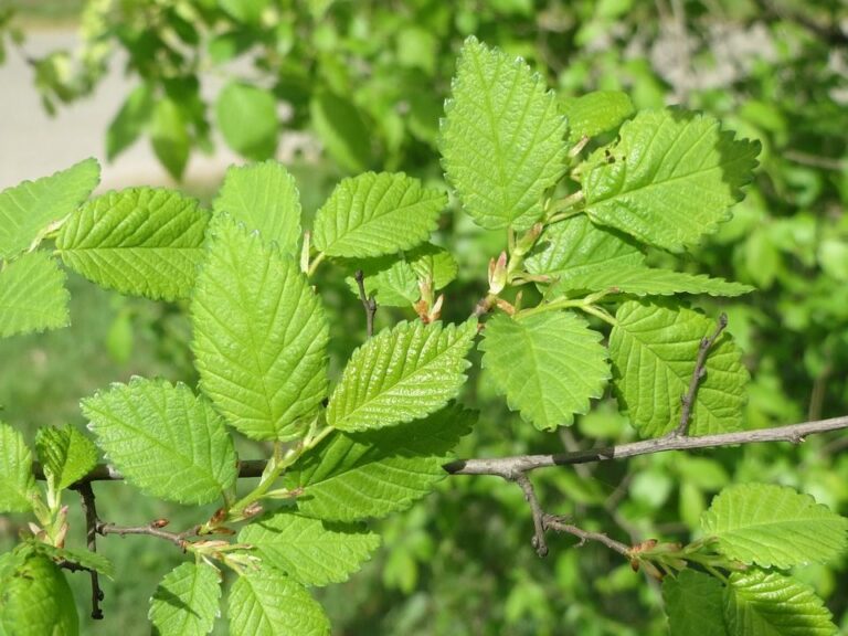 Ulm de camp (Ulmus minor)