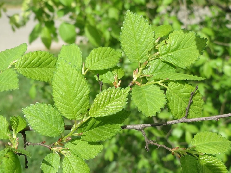Ulm de camp (Ulmus minor)