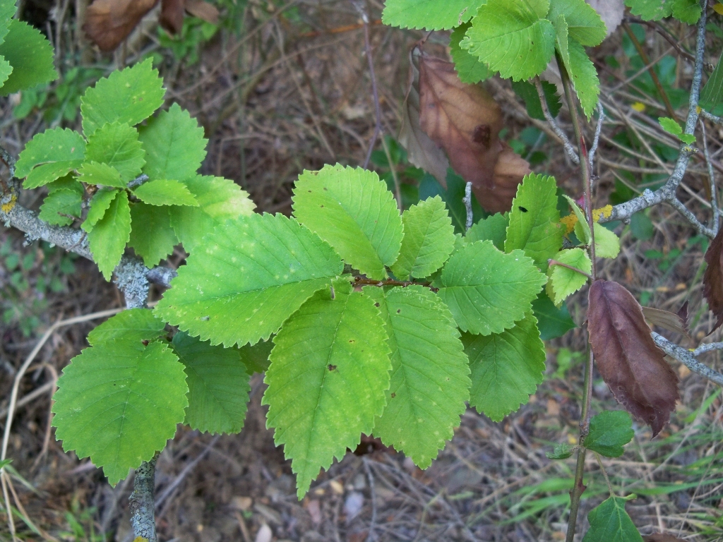 Ulm de camp (Ulmus minor)