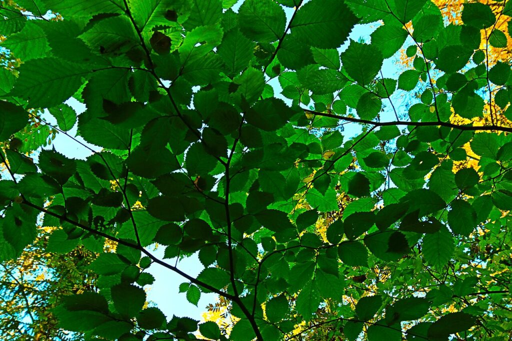 Ulm de munte (Ulmus glabra)