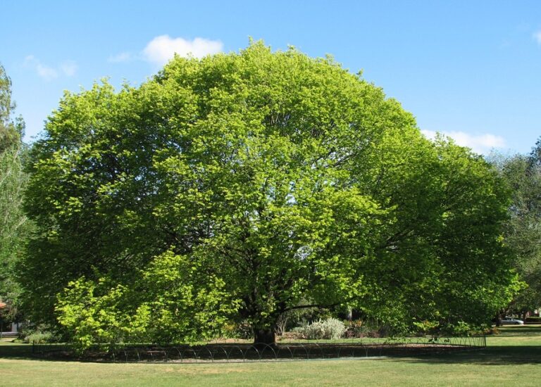 Ulm de munte (Ulmus glabra)