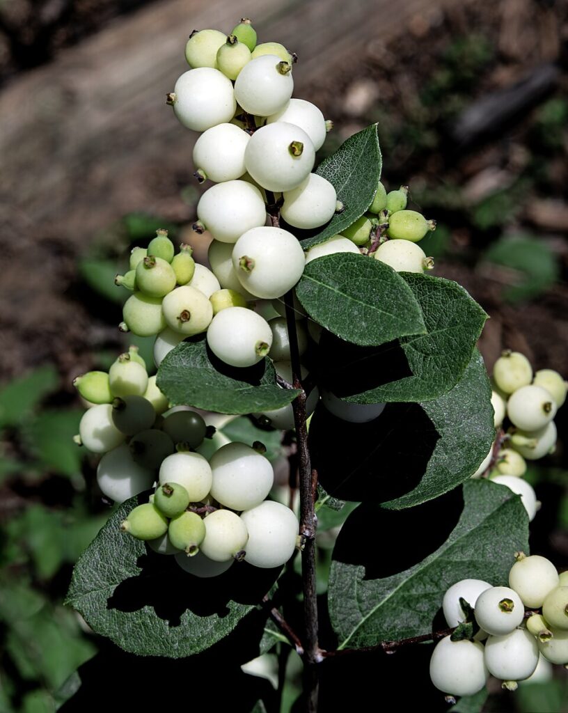 Urmuz (Symphoricarpos rivularis)
