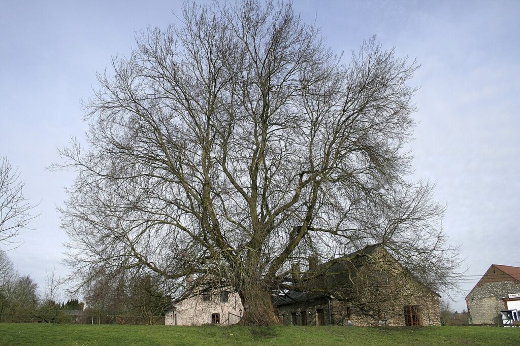 Velnis (Ulmus laevis)