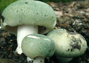 Vinetica pestrita (Russula virescens)