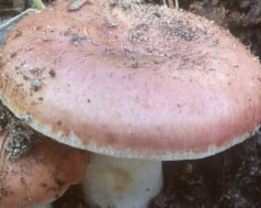 Vinetica (Russula vesca)