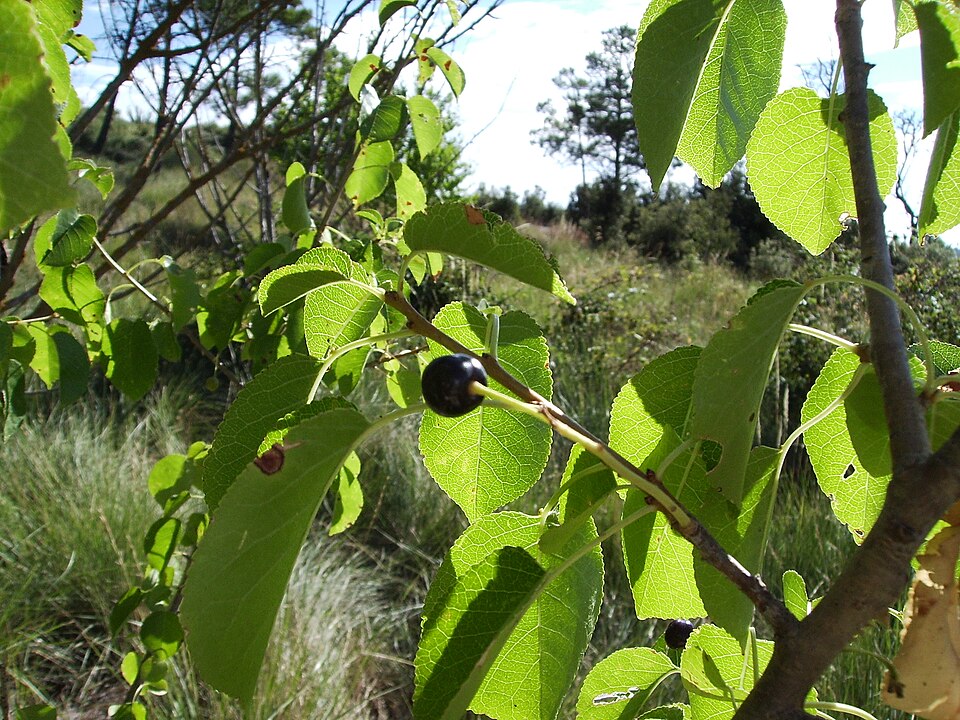 Visinul turcesc (Prunus mahaleb)