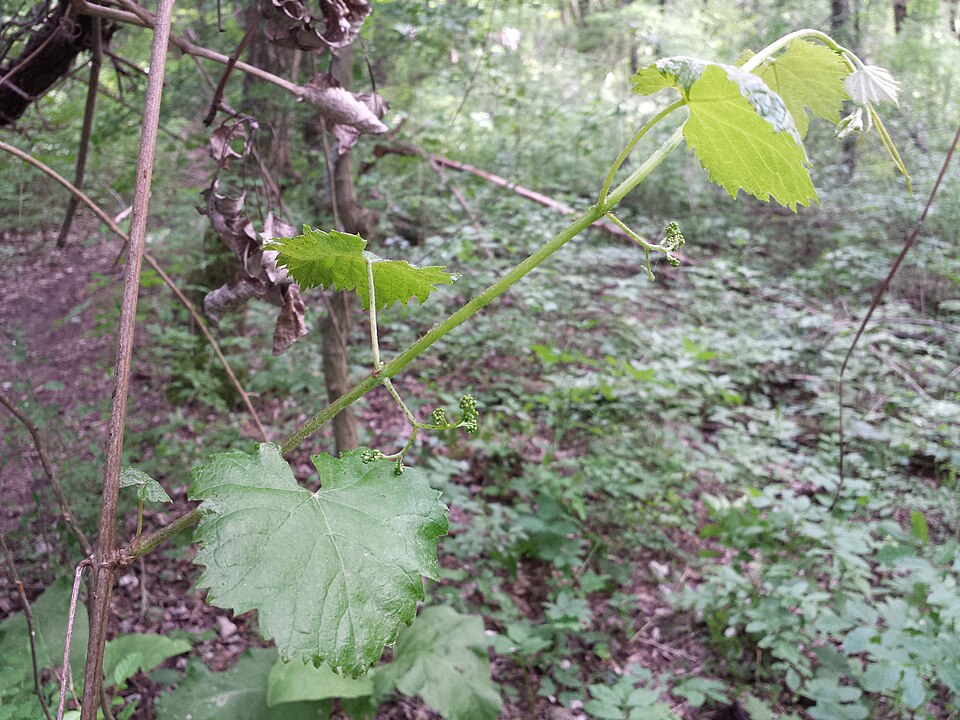 Viță sălbatică (Vitis sylvestris)
