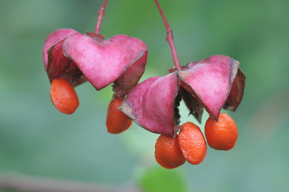 Voniceriu (Euonymus latifolius)