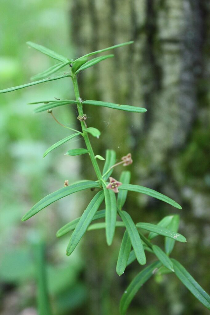 Vorniceriu pitic (Euonymus nana)