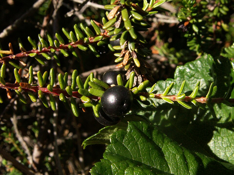 Vuietoare (Empetrum nigrum)