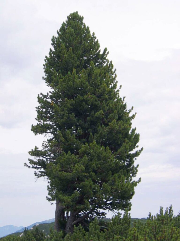 Zambru (Pinus Cembra)