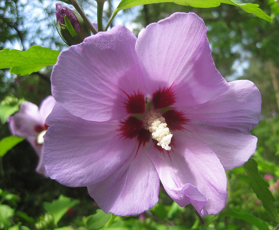 Zamosita de Siria (Hibiscus Syriacus)