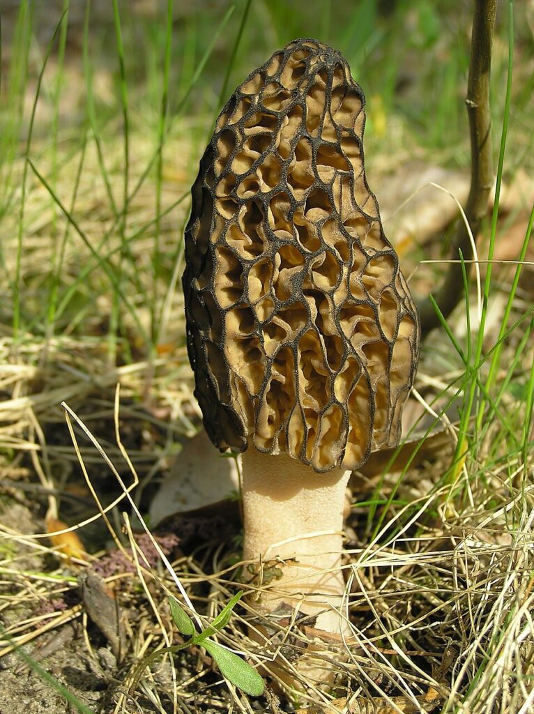 Zbârciog țuguiat (Morchella conica)