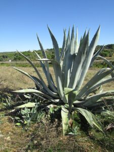 Agave