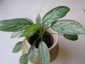 Aglaonema
