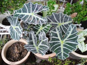 Alocasia
