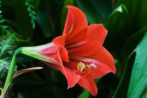 Amarilis