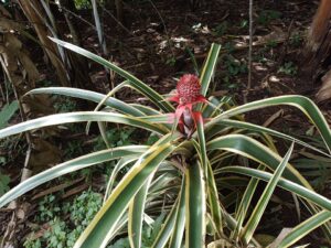 Ananas ornamental