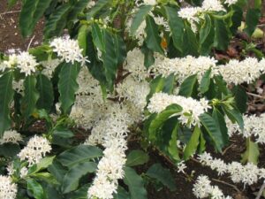 Arborele de cafea