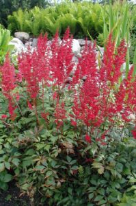 Astilbe