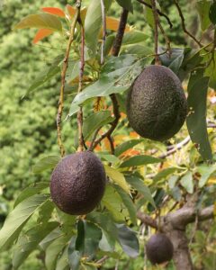 Avocado de ghiveci
