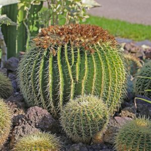 Cactus-arici