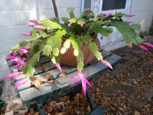 Cactus de Crăciun