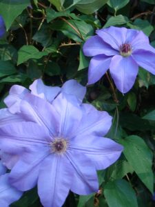 Clematită