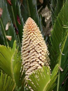 Cycas