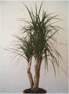 Dracaena marginata