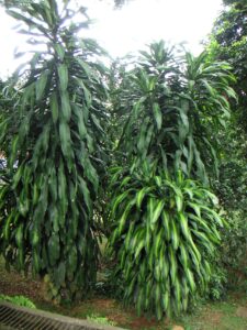 Dracena parfumată