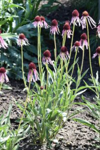Echinacea medicinală