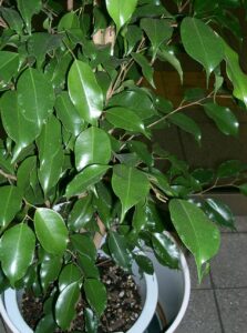 Ficus benjamina