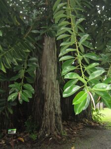 Ficus elastica