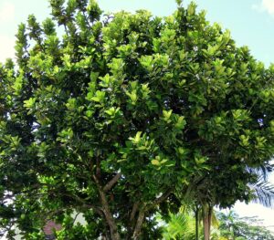 Ficus lyrata