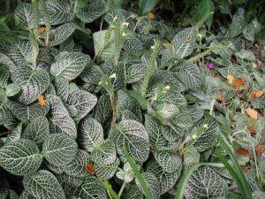 Fittonia