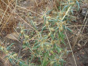 Ghimpe medicinal