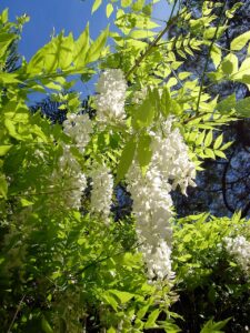 Glicină