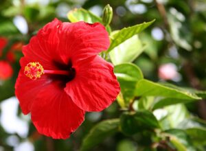 Hibiscus chinezesc
