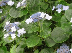 Hortensie