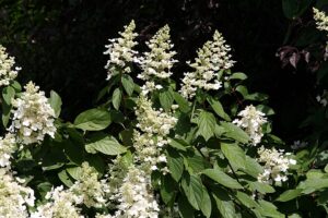 Hortensie paniculată