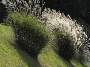 Iarbă decorativă Miscanthus