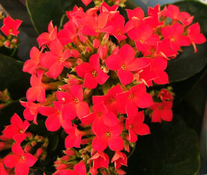 Kalanchoe